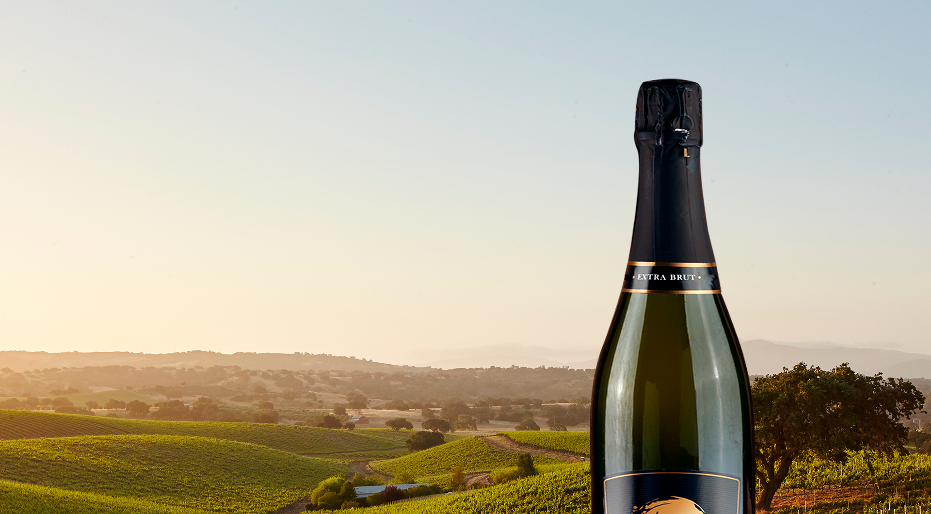 Vinhos brasileiros: como a Serra Gaúcha conquistou o mundo